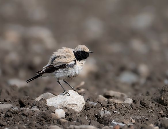 Traquet du désert  - Noah Pondorfer