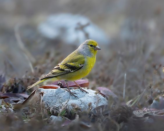 Venturon montagnard  - Noah Pondorfer