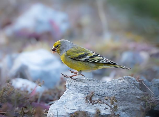 Venturon montagnard  - Noah Pondorfer