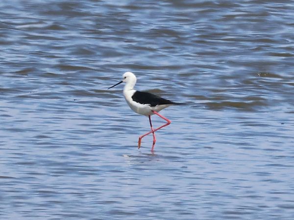 Echasse blanche  - Lydia Brühwasser