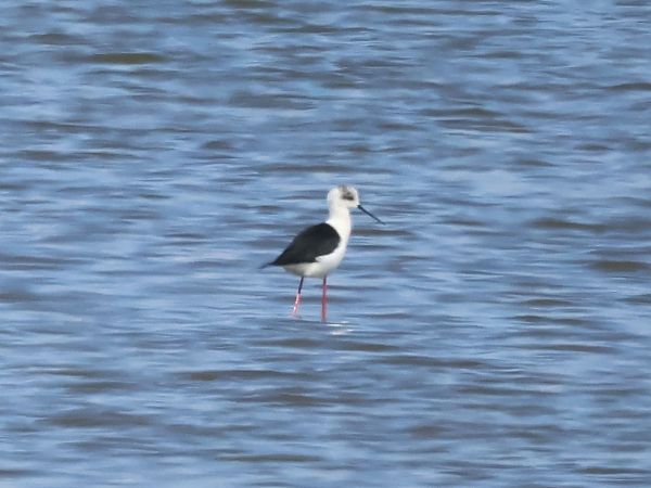 Echasse blanche  - Lydia Brühwasser