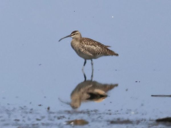 Courlis corlieu  - Lydia Brühwasser