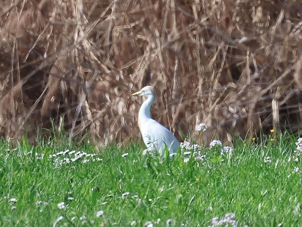 Héron garde-boeufs  - Lydia Brühwasser