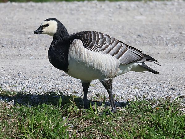 Bernache nonnette  - Lydia Brühwasser