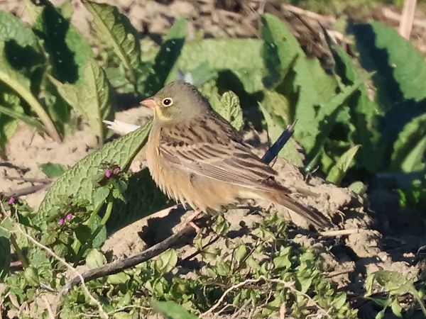 Bruant ortolan  - Lydia Brühwasser