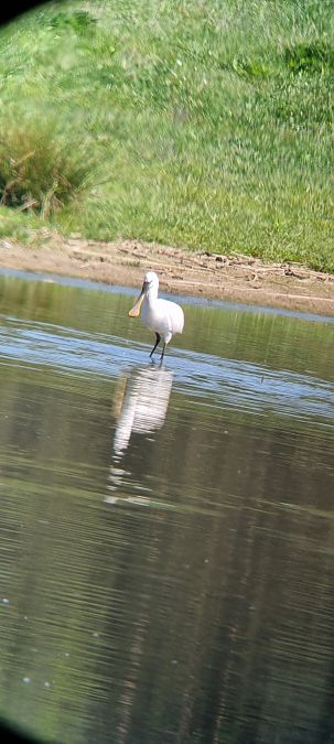 Spatule blanche  - Anna Linker