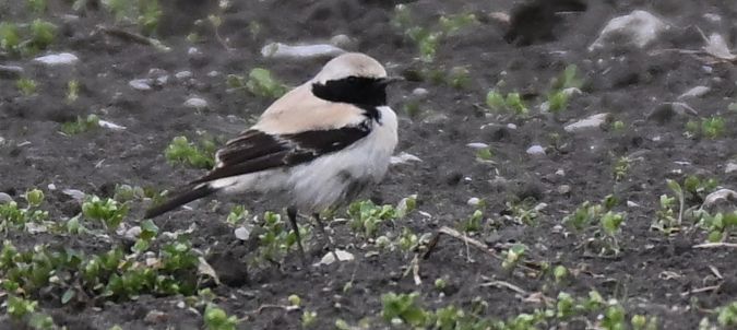 Traquet du désert  - Ingrid Bistan