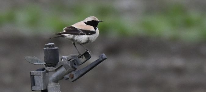 Traquet du désert  - Ingrid Bistan