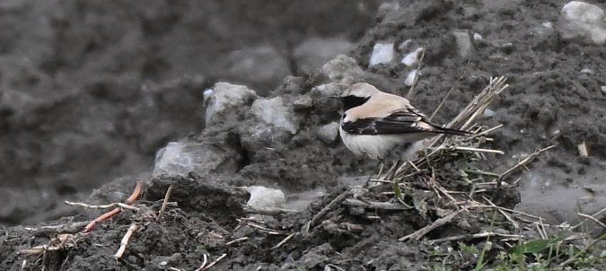 Traquet du désert  - Ingrid Bistan