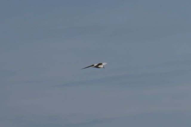 Sterne hansel  - Nausner Stephan