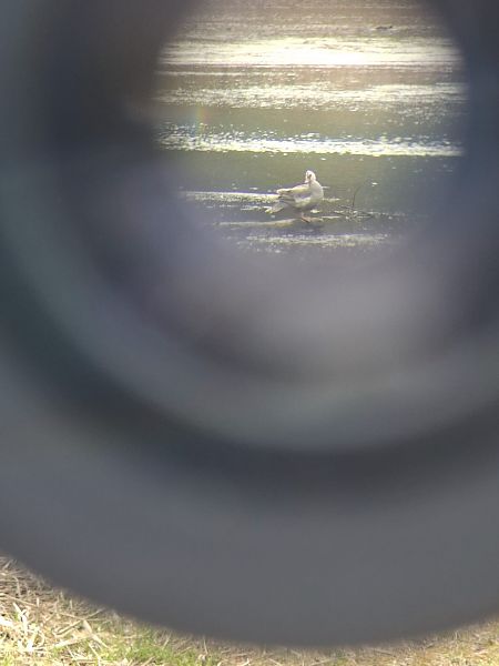 Espèce non listée  - Haring Michael Sebastian