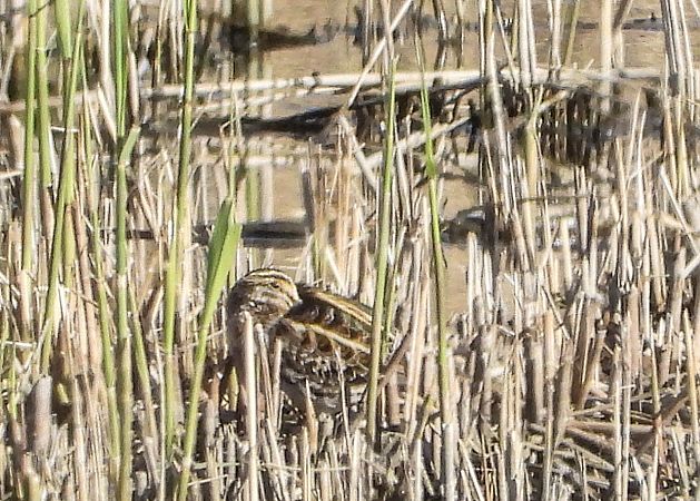 Bécassine sourde  - Franz Eibl