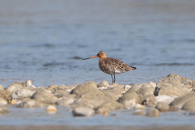Barge à queue noire  - Richard Blach
