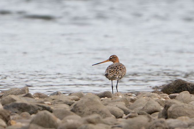 Barge à queue noire  - Richard Blach