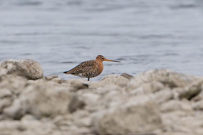 Barge à queue noire  - Richard Blach