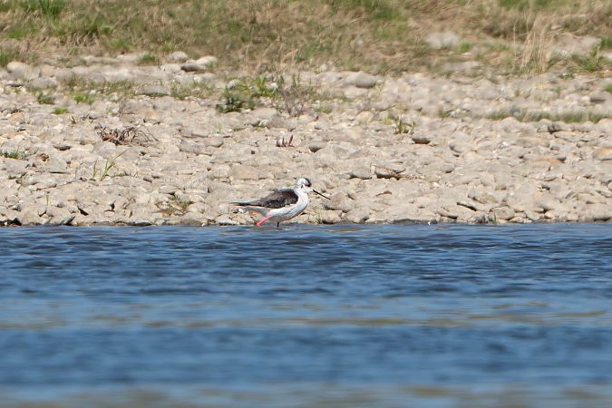 Echasse blanche  - Richard Blach