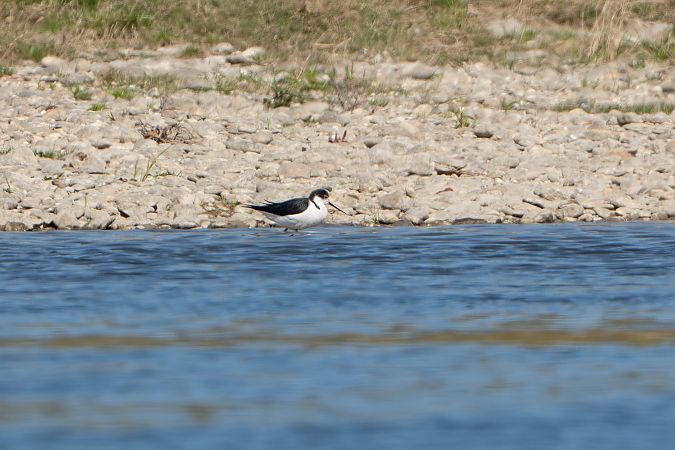 Echasse blanche  - Richard Blach