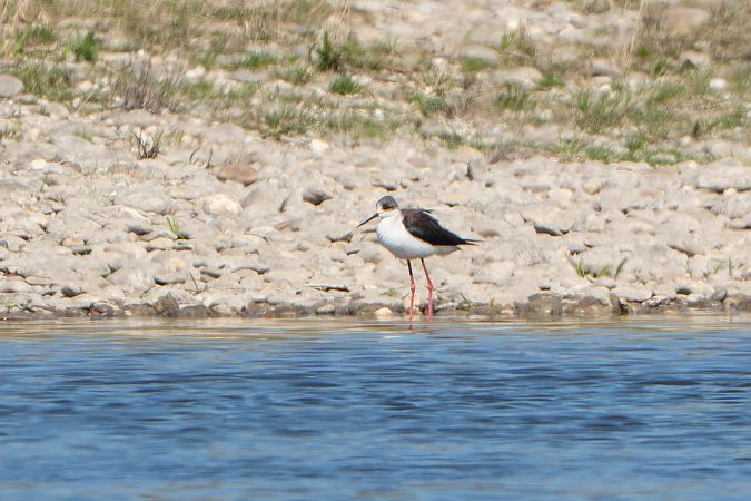 Echasse blanche  - Richard Blach