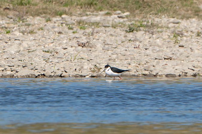 Echasse blanche  - Richard Blach
