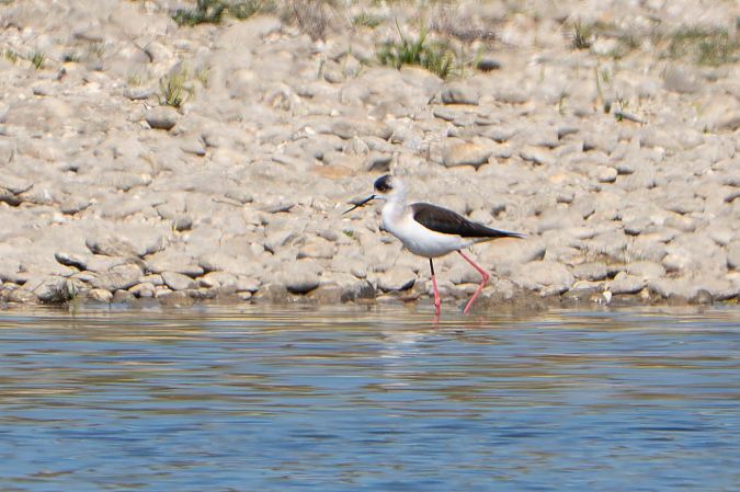 Echasse blanche  - Richard Blach