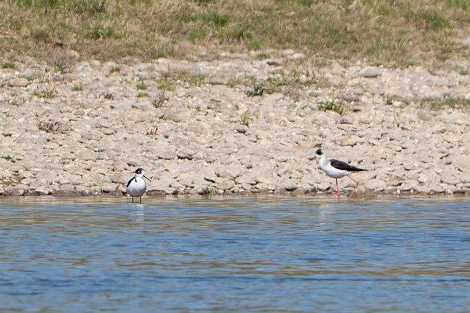 Echasse blanche  - Richard Blach