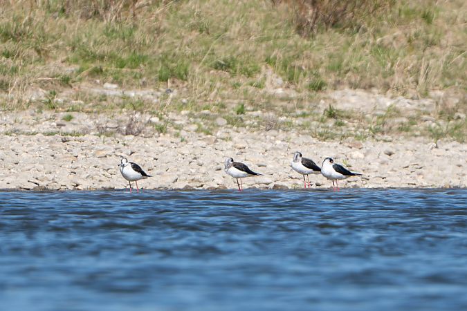 Echasse blanche  - Richard Blach