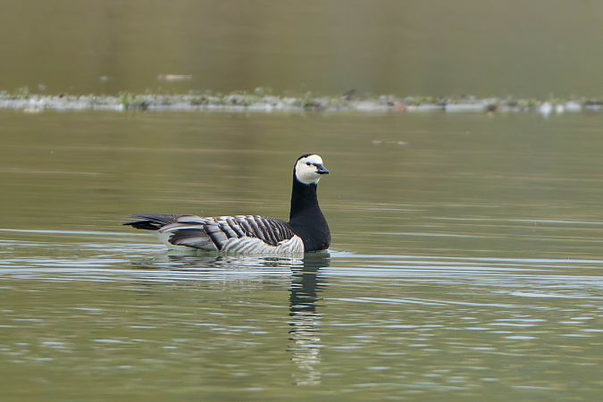 Bernache nonnette  - Richard Blach