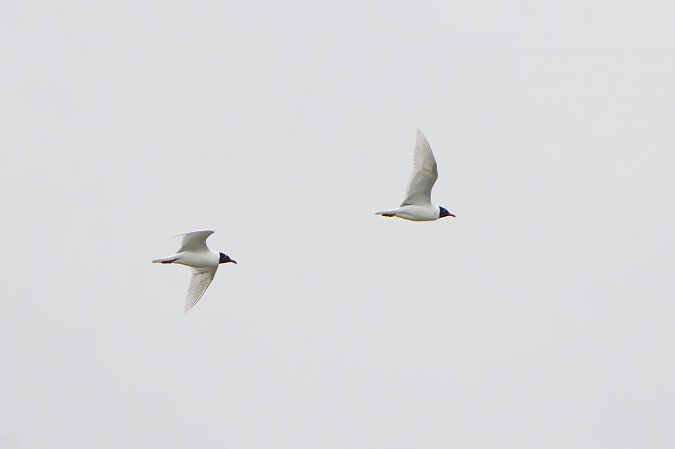 Mouette mélanocéphale  - Richard Blach