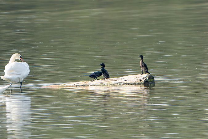 Cormoran pygmée  - Richard Blach