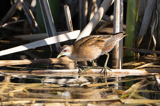 Marouette poussin  - Richard Blach