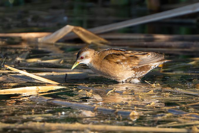 Marouette poussin  - Richard Blach