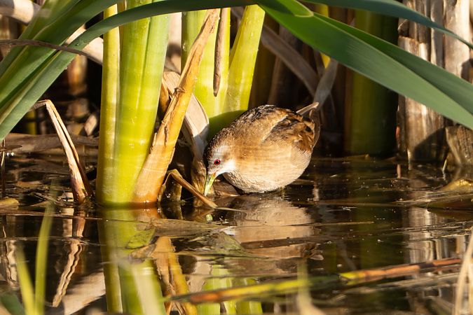 Marouette poussin  - Richard Blach