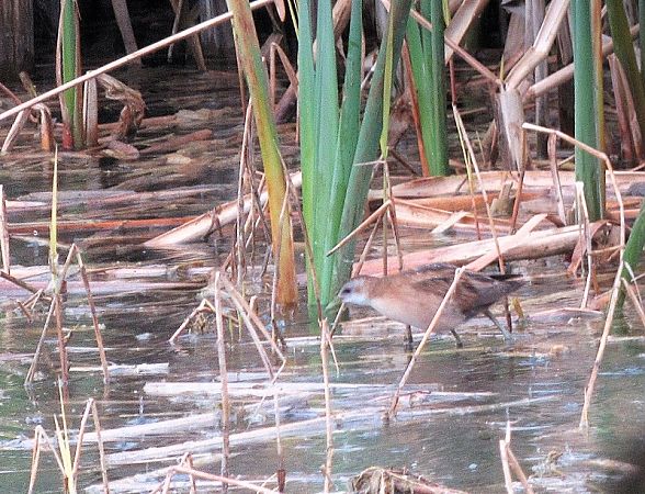 Marouette poussin  - Robert Sperl