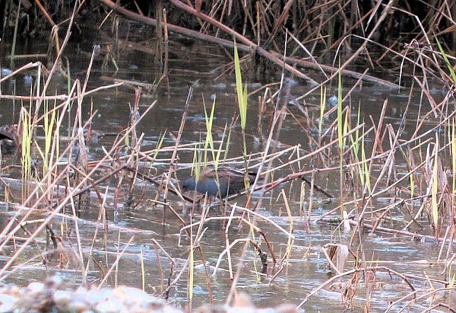 Marouette poussin  - Robert Sperl