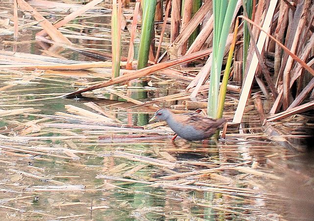 Little Crake  - Robert Sperl