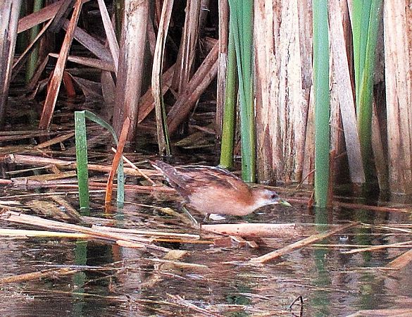 Marouette poussin  - Robert Sperl