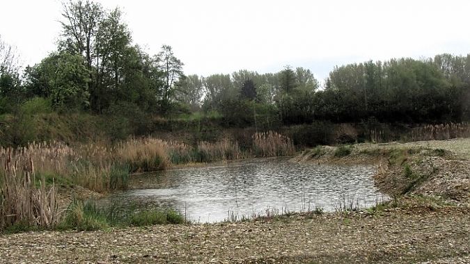 Marouette poussin  - Robert Sperl