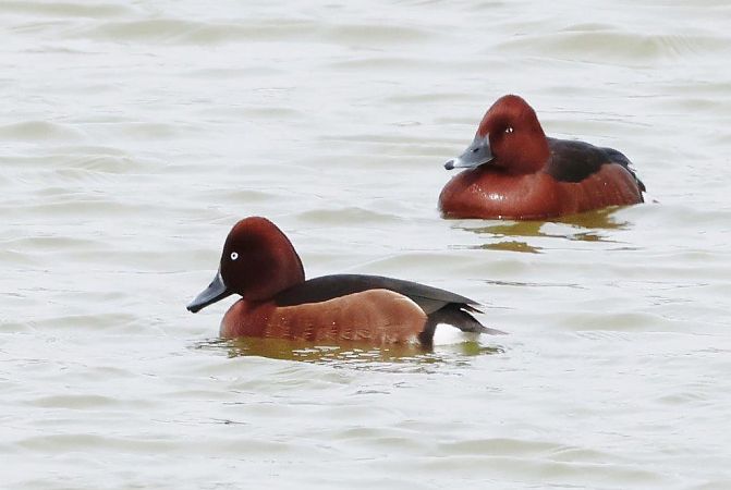 Fuligule nyroca  - Eva Münzberger