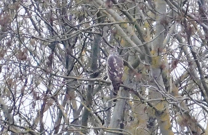 Autour des palombes  - Eva Münzberger