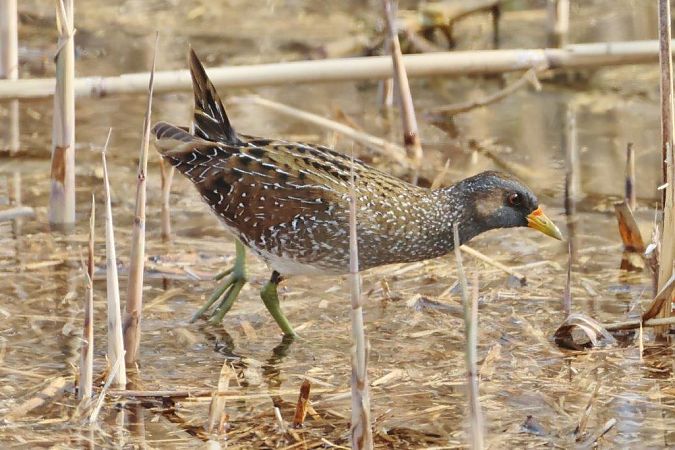 Marouette ponctuée  - Eva Münzberger