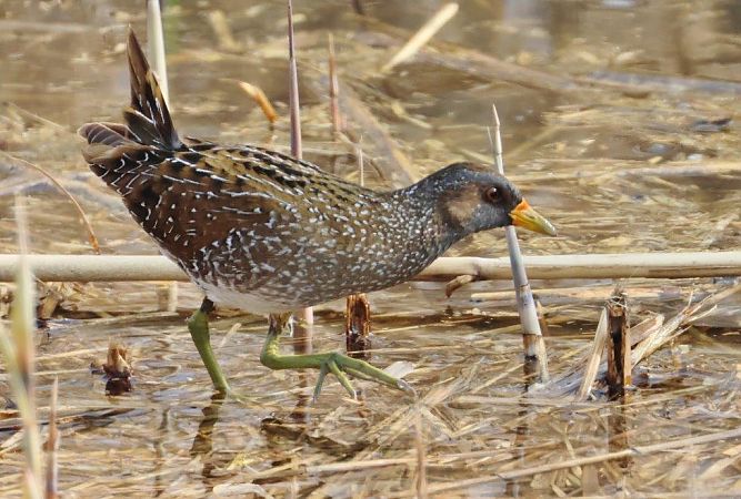 Marouette ponctuée  - Eva Münzberger
