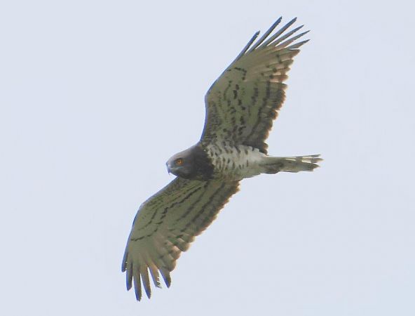 Circaète Jean-le-Blanc  - Eva Münzberger