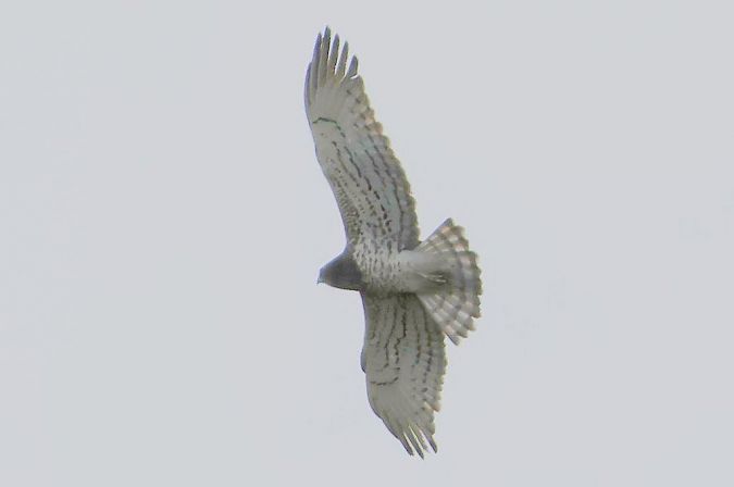 Circaète Jean-le-Blanc  - Eva Münzberger