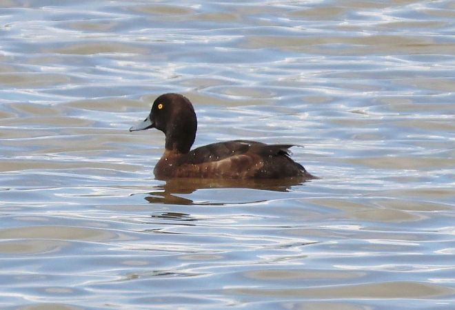 Fuligule nyroca  - Eva Münzberger