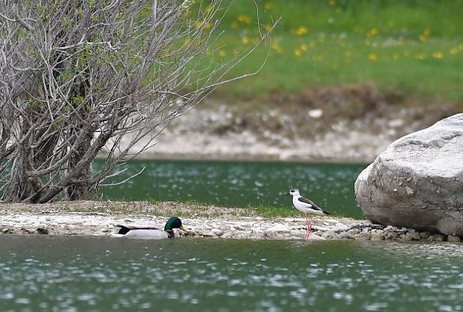 Echasse blanche  - Manfred Schweizer
