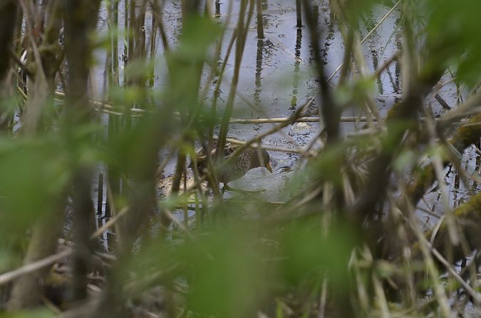 Marouette ponctuée  - Zaminer Dominik & Sandra Seiser