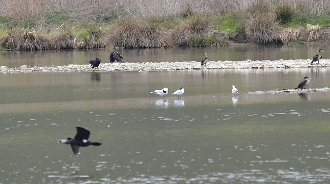 Sterne caspienne  - Zaminer Dominik & Sandra Seiser
