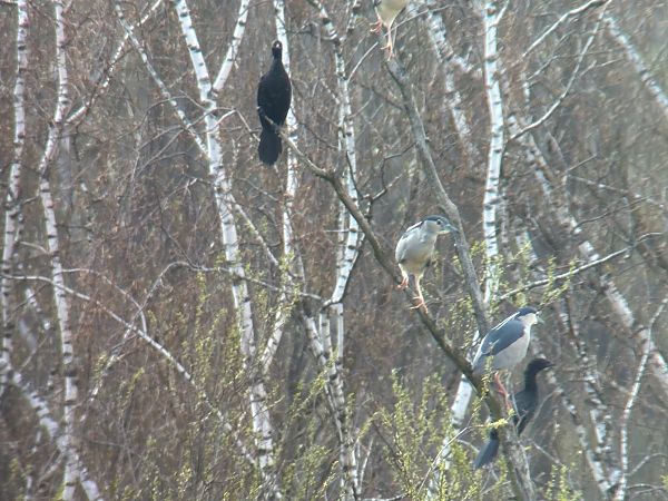 Cormoran pygmée  - Christa(+thomas) Pumberger