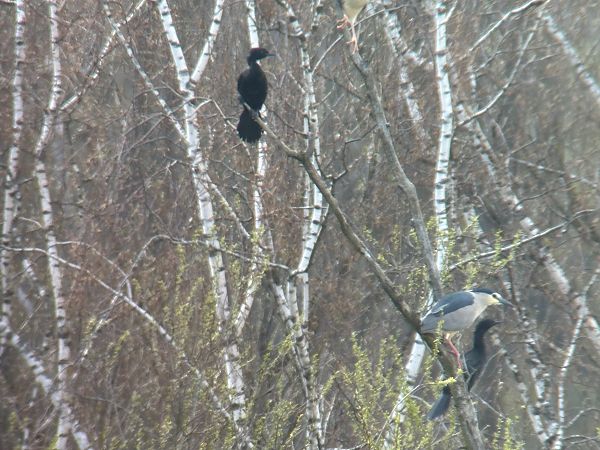 Cormoran pygmée  - Christa(+thomas) Pumberger