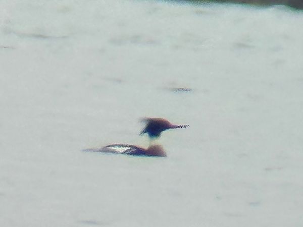 Harle huppé  - Christa(+thomas) Pumberger